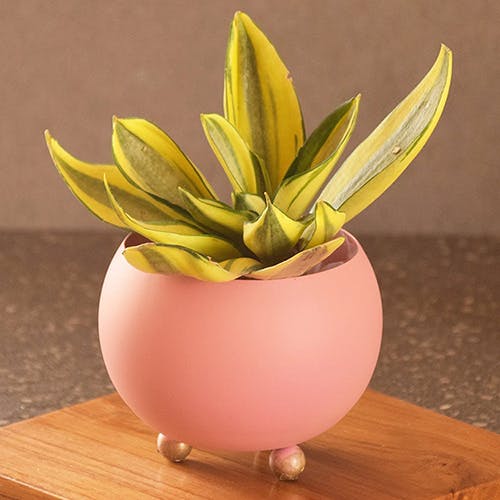 Planters Under 999